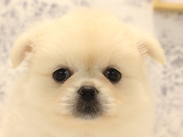神奈川県のハーフ犬 (ペッツワン相模原愛川インター店/2024年3月11日生まれ/女の子/クリームホワイト)の子犬
